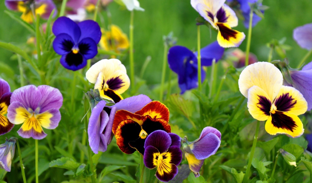 Цветы Анютины глазки расцвели возле дома