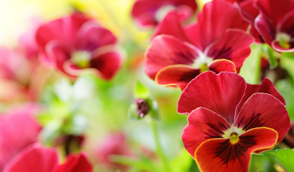 Анютины глазки