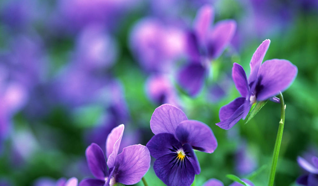 Цветы анютины глазки в саду