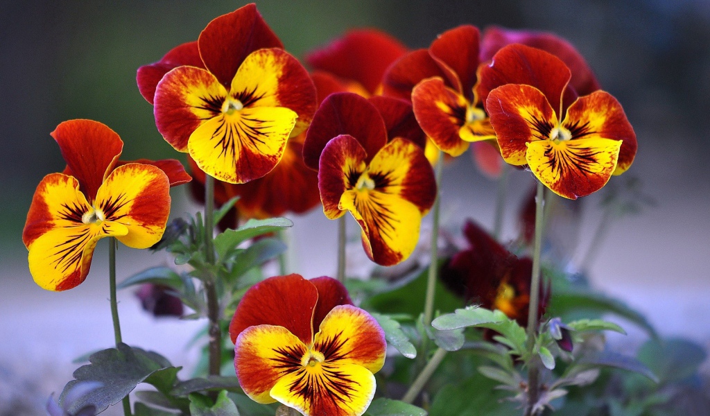 Цветы анютины глазки расцвели