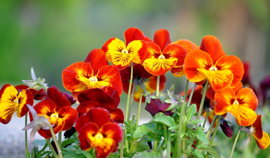 Цветы анютины глазки расцвели в саду