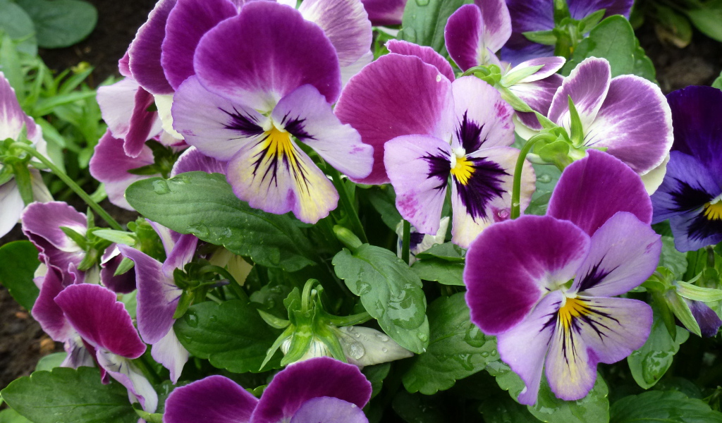 Цветы анютины глазки расцвели на поляне