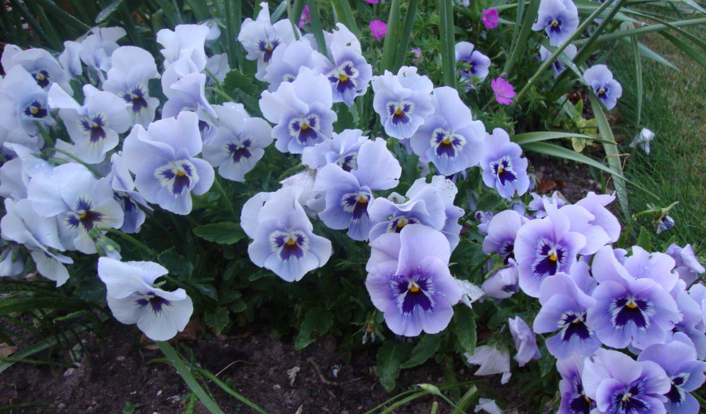 Цветы анютины глазки в лесу