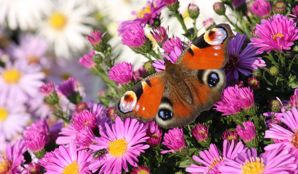 Бабочка павлин