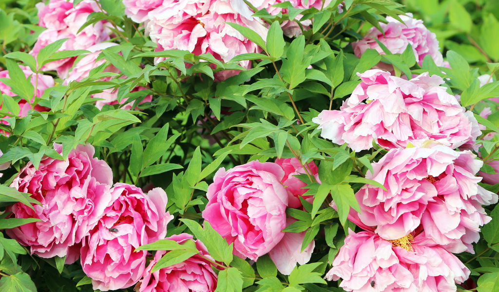 Цветы пионы в саду