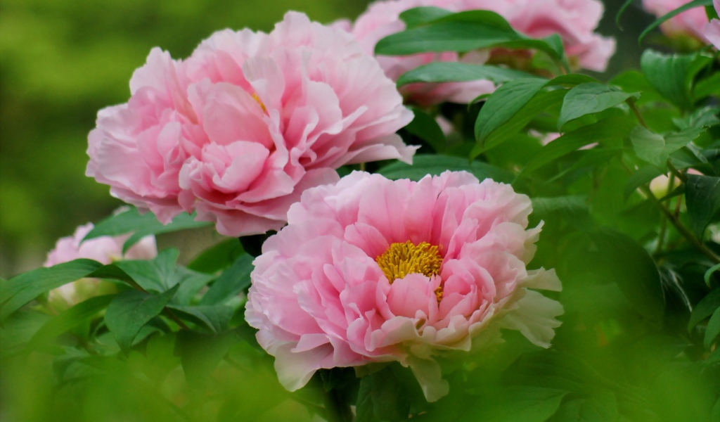 Цветы пионы под солнцем