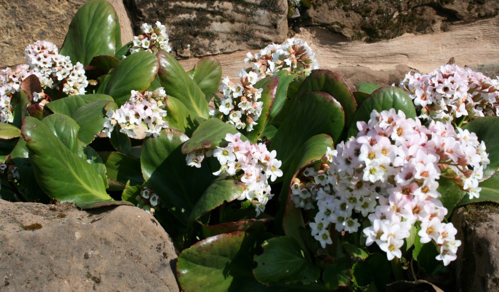 Бадан многолетнее растение