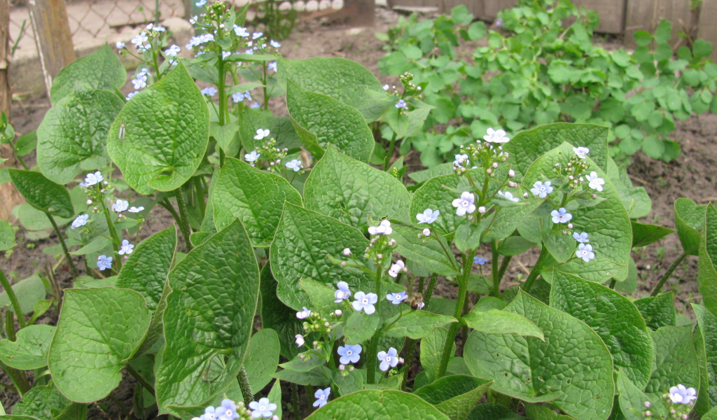 Многолетнее красивое растение бруннера