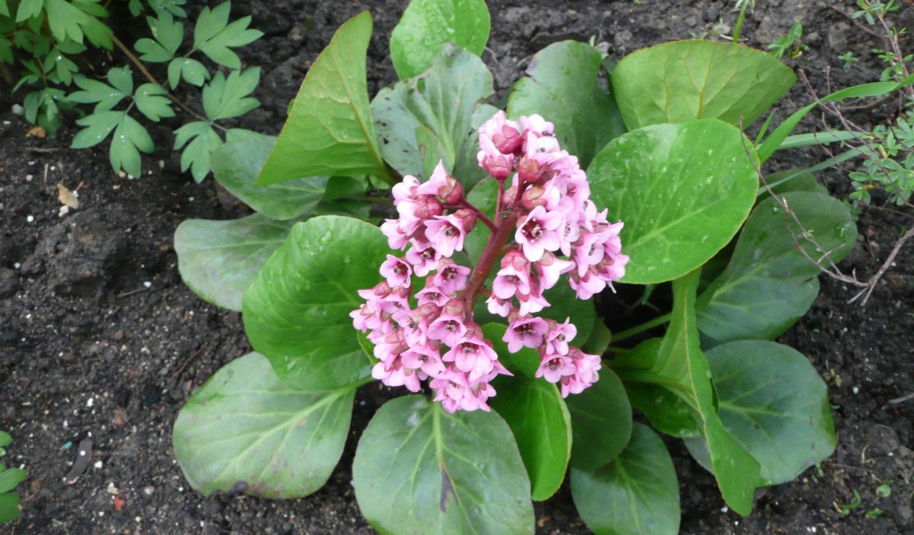 Многолетнее цветы бадан в парке