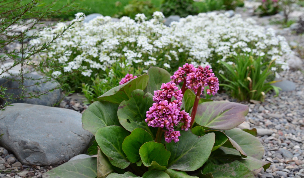 Многолетнее растение бадан