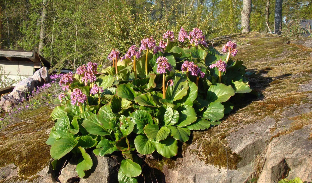 Многолетнее растение бадан в парке