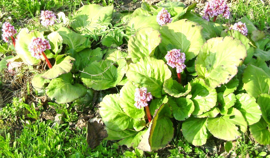 Многолетнее растение бадан на солнце