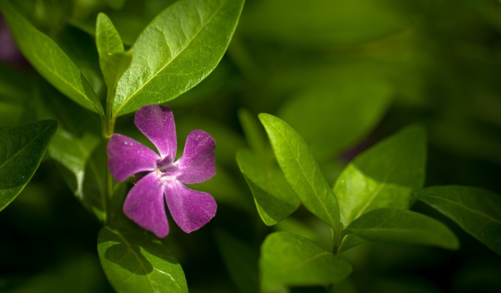 Выращивание цветов барвинок в саду
