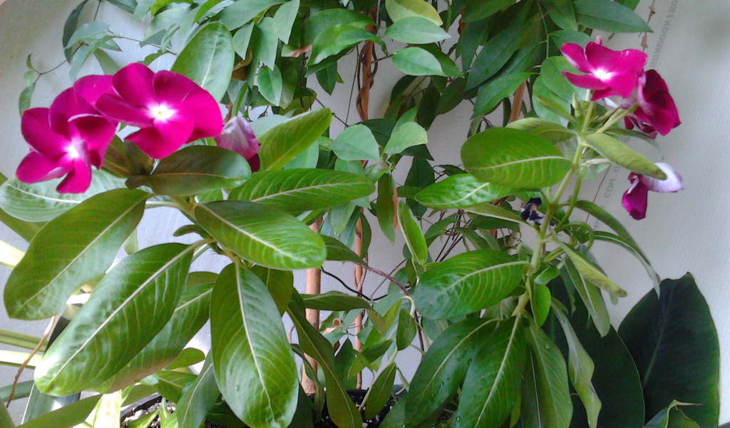 Садовые цветы барвинок на дачном участке