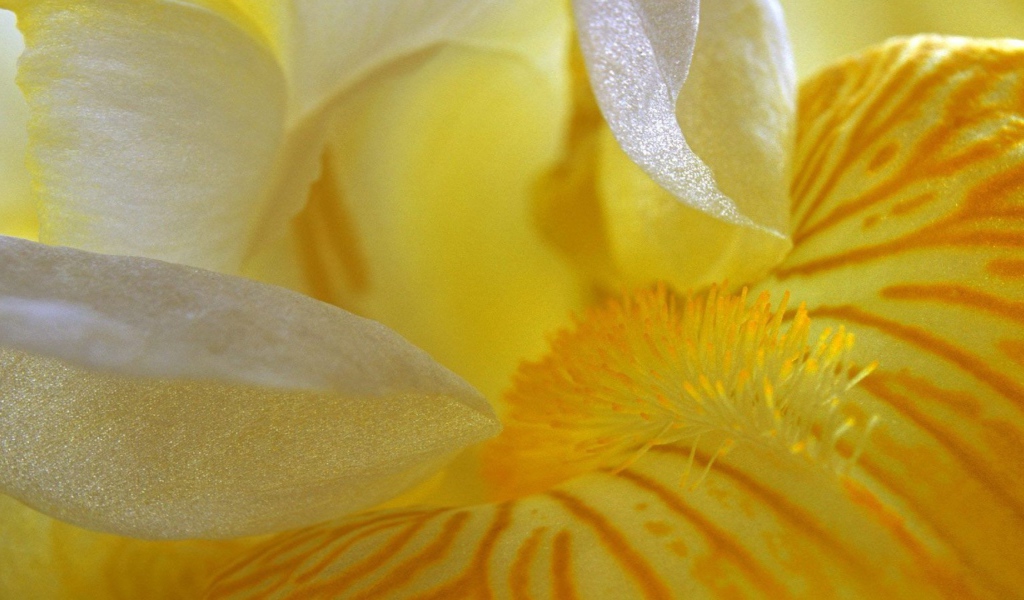 Лепестки желтого ириса