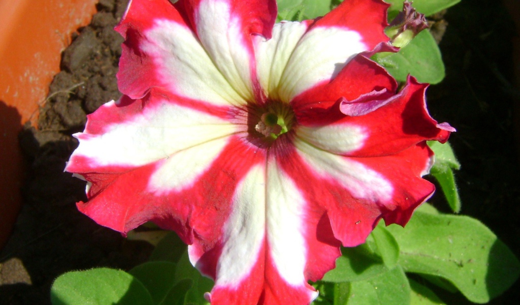 Выращивание цветов петуния в саду