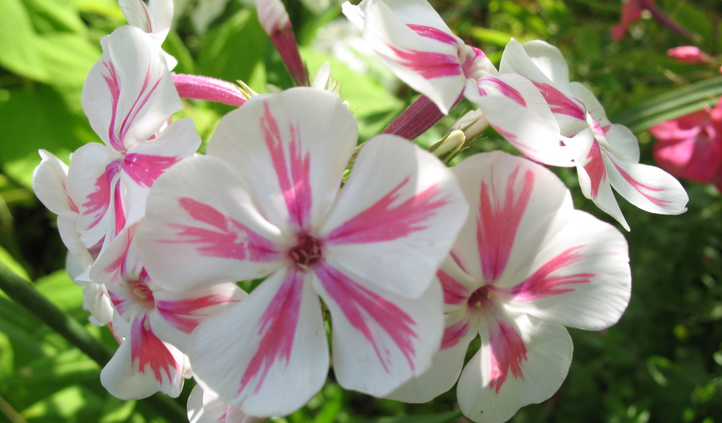 Флокс расцвел на солнечной поляне