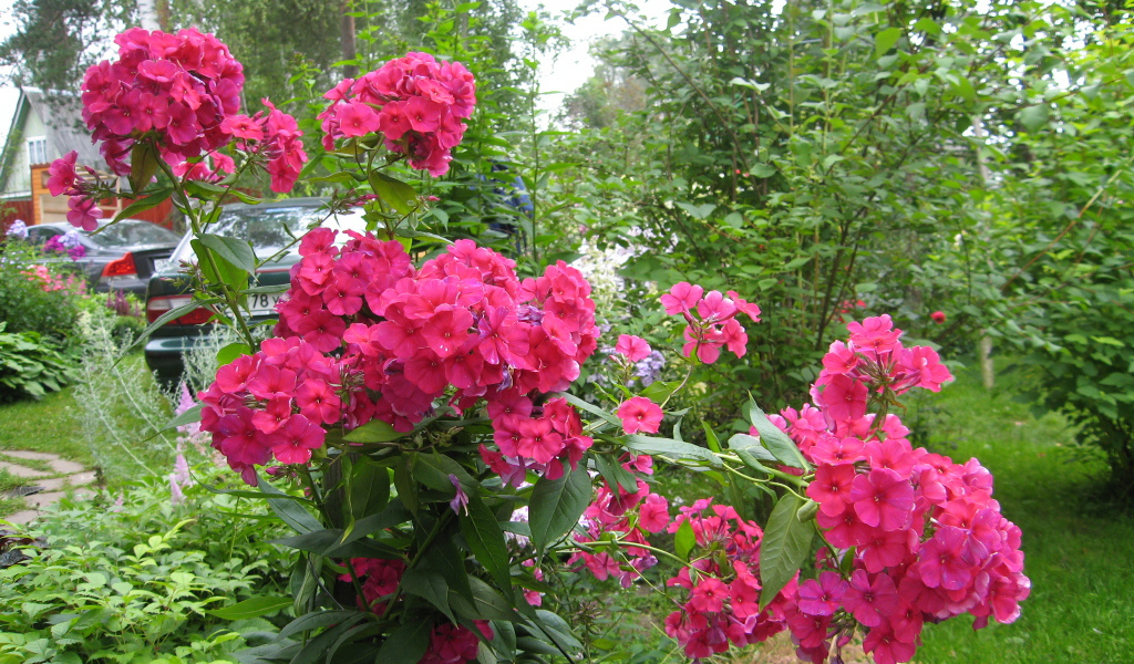 Цветы флокс цветут на поляне