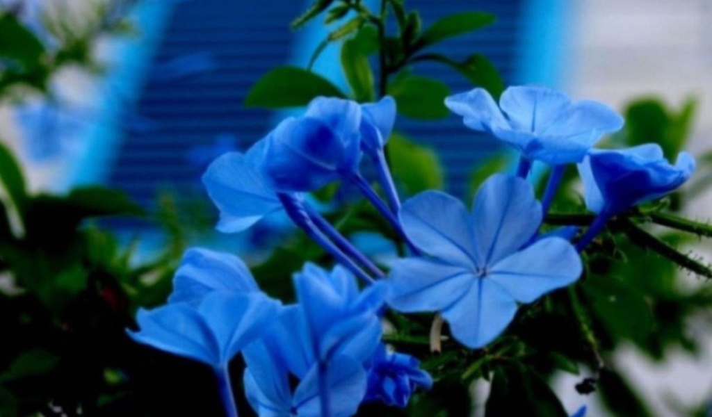 Цветы флокс весной на поляне