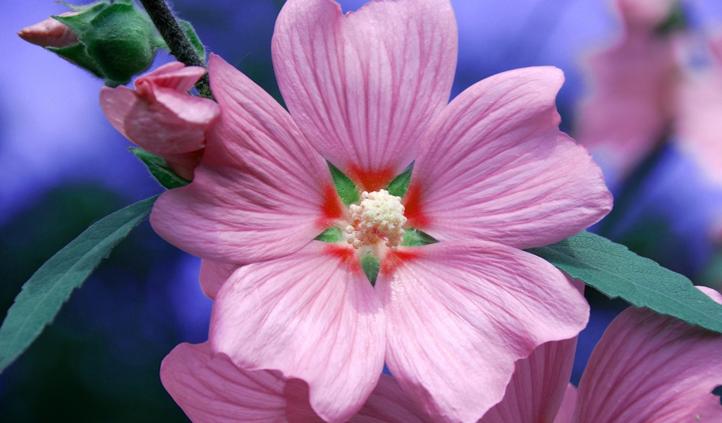 Возьмите цветок