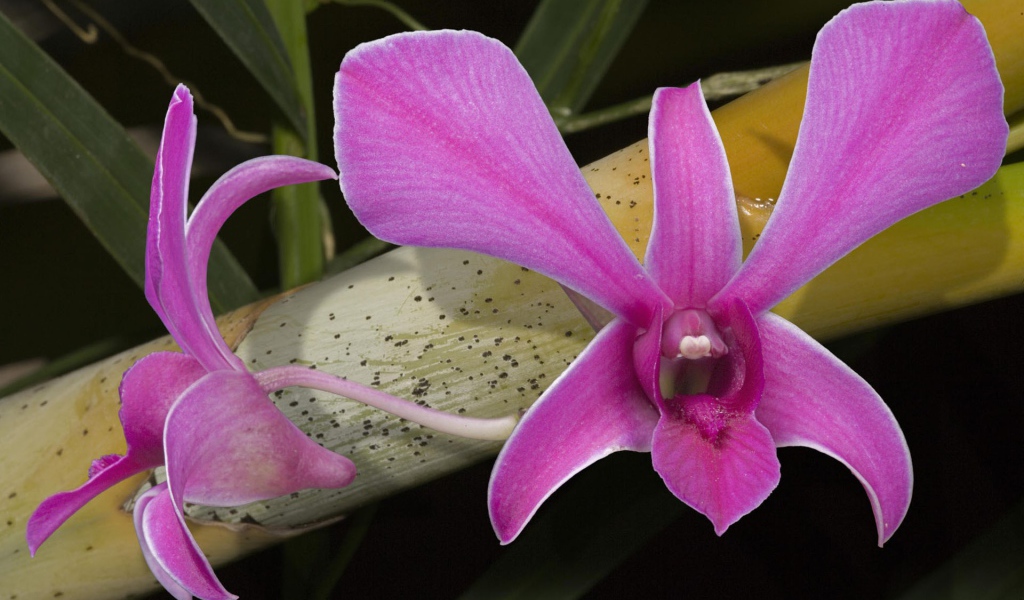 Розовые цветы орхидеи