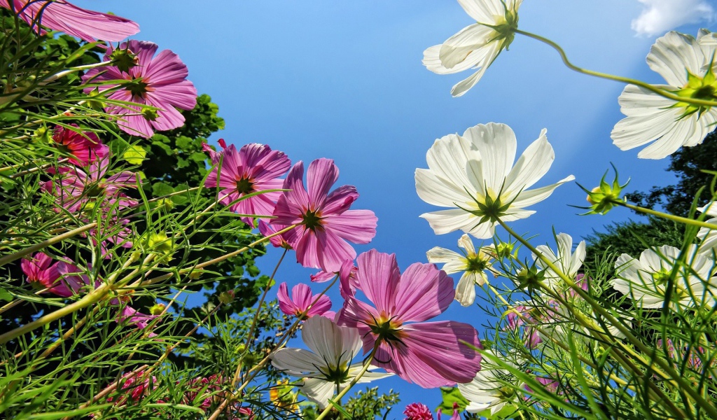 Розовые и белые ромашки