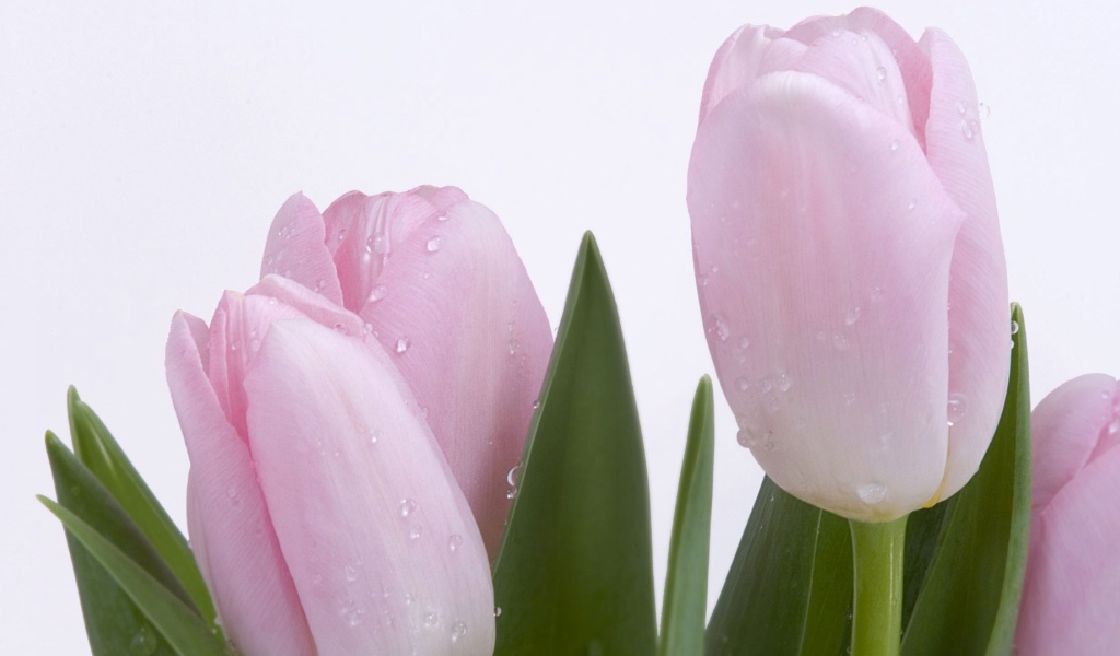 Розовый тюльпан