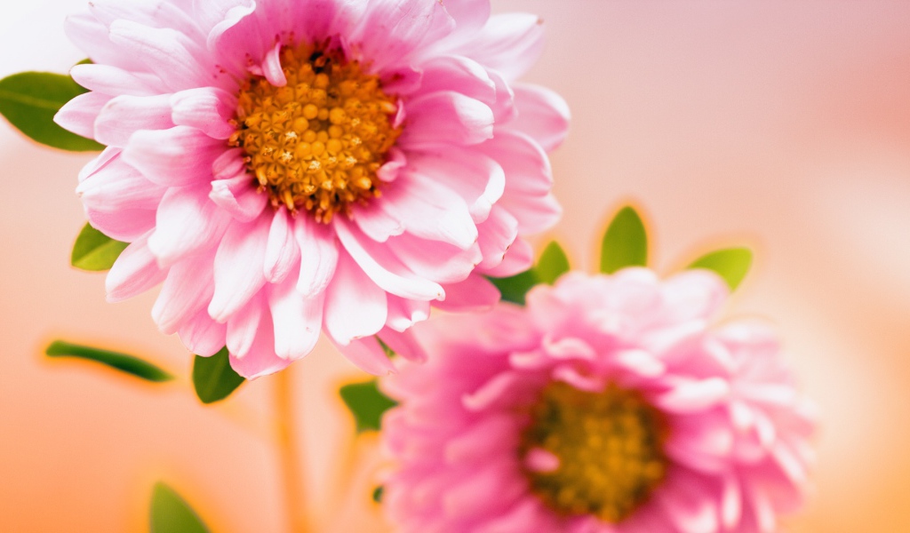 Пара розовых цветов