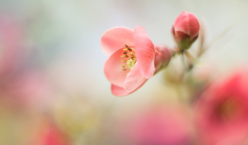 Розовый цветок