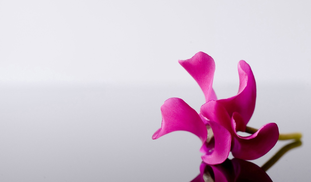 Одинокий розовый цветок