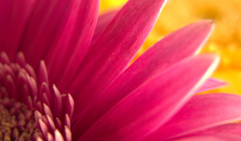 Обои с розовым цветком