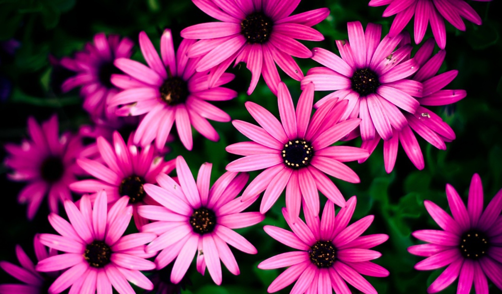 Розовые цветы на фоне зелени