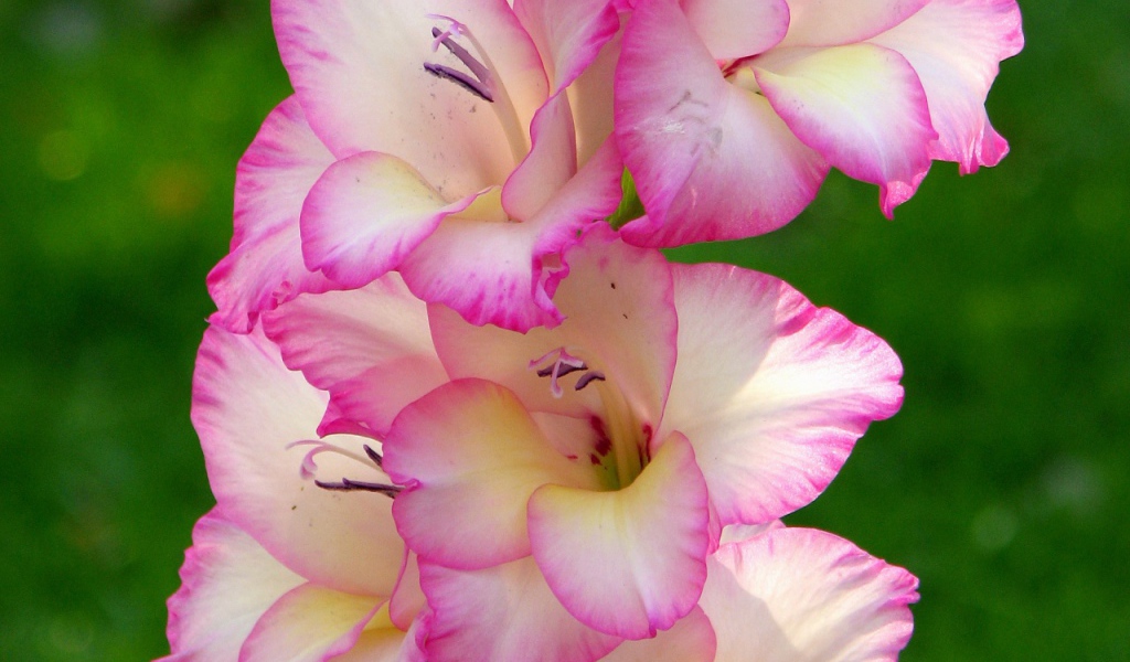 Розовые цветы гладиолуса