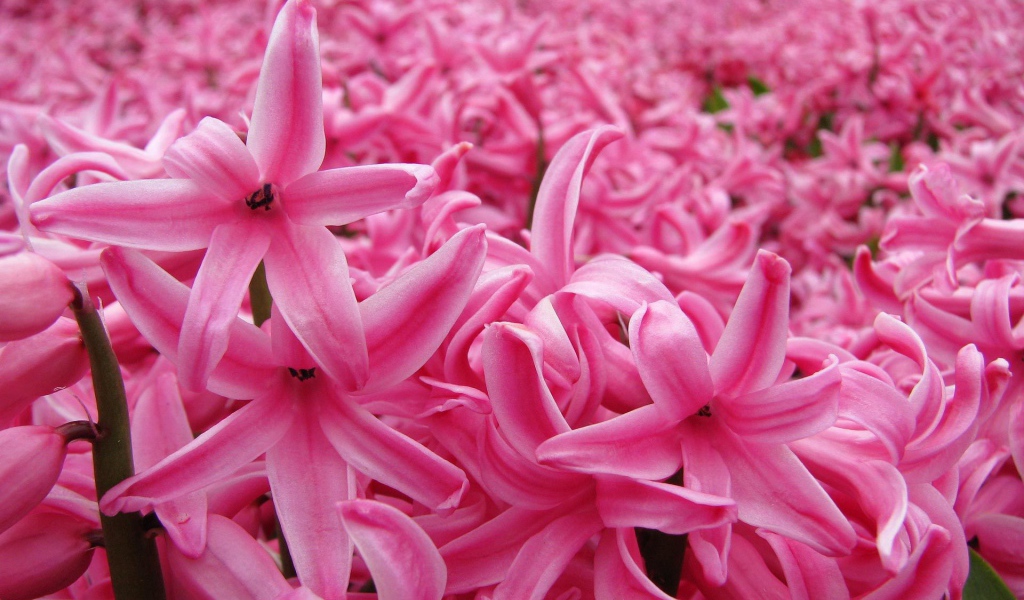 Цветок розовый гиацинт в весеннем саду