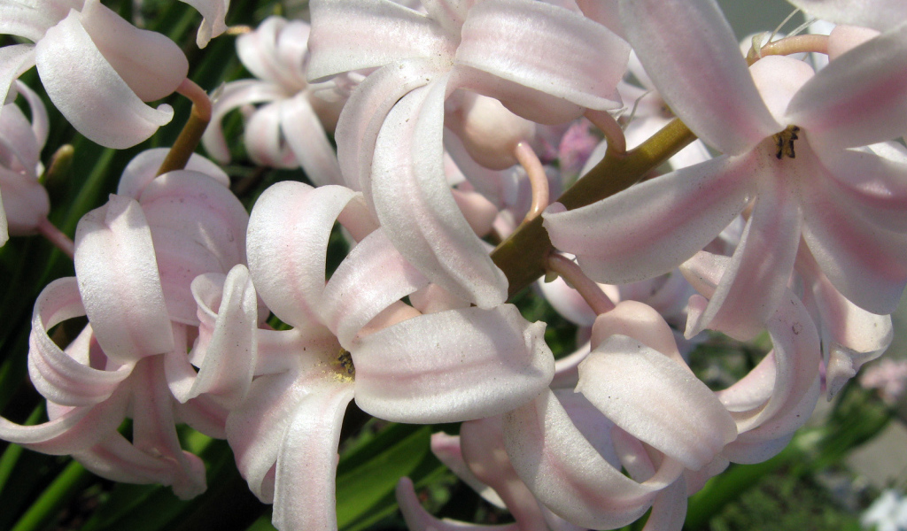 Розовый гиацинт на поляне