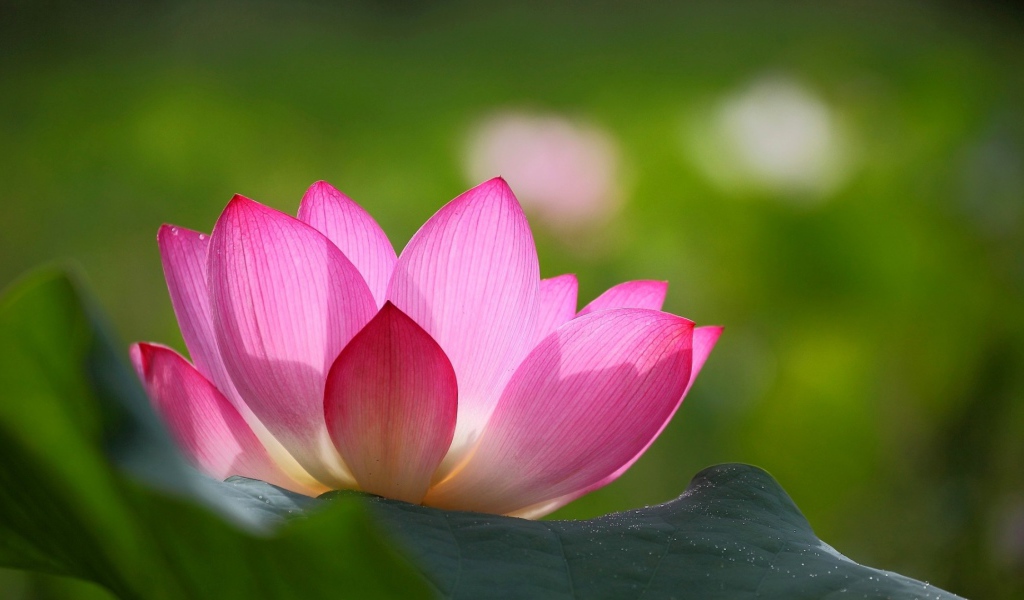 Розовая лилия