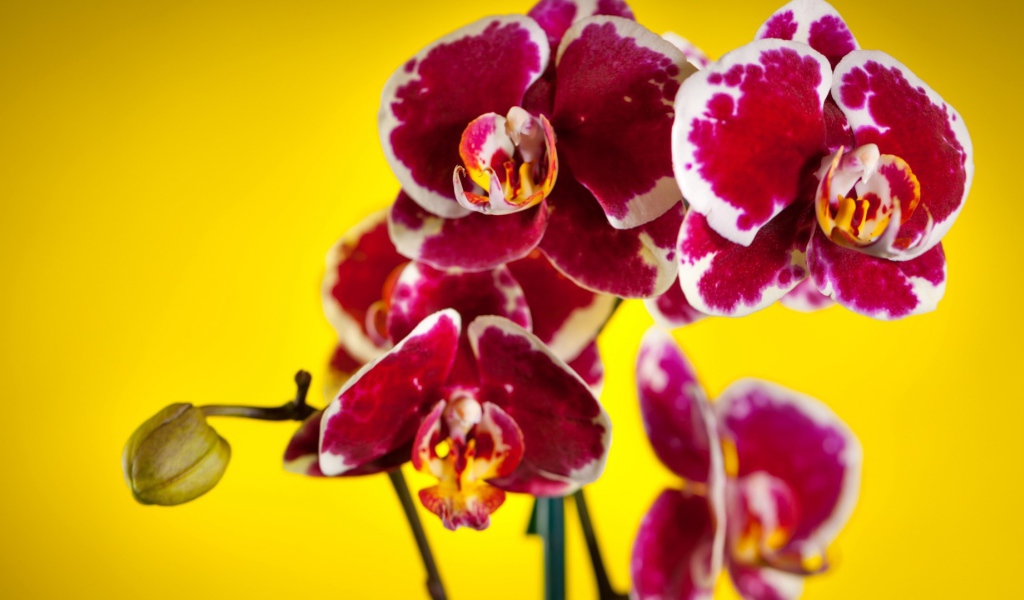 Розовые орхидеи