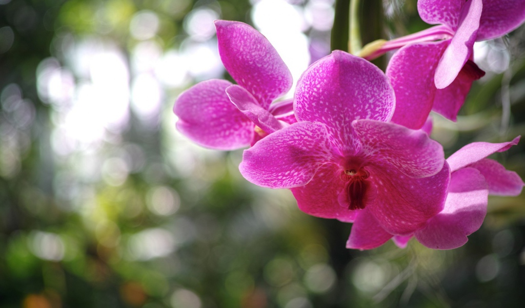 Розовая орхидея