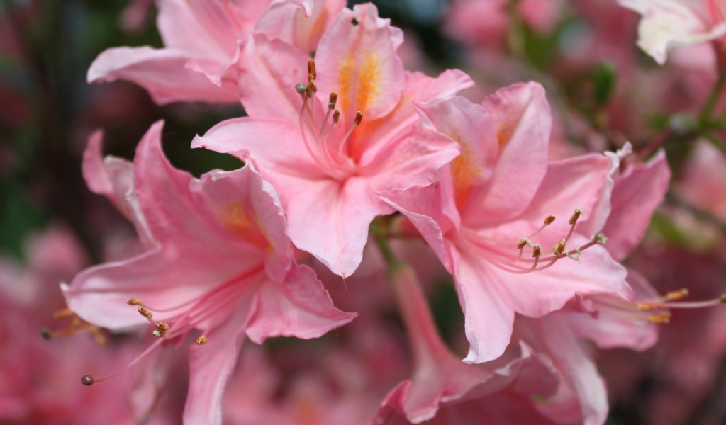 Розовые орхидеи