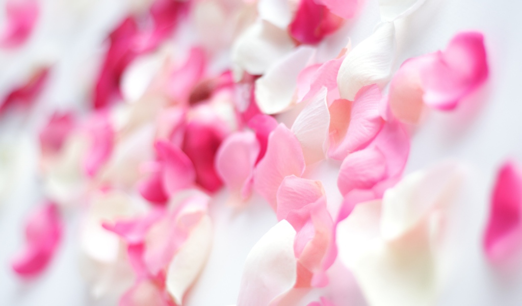 Розовые орхидеи