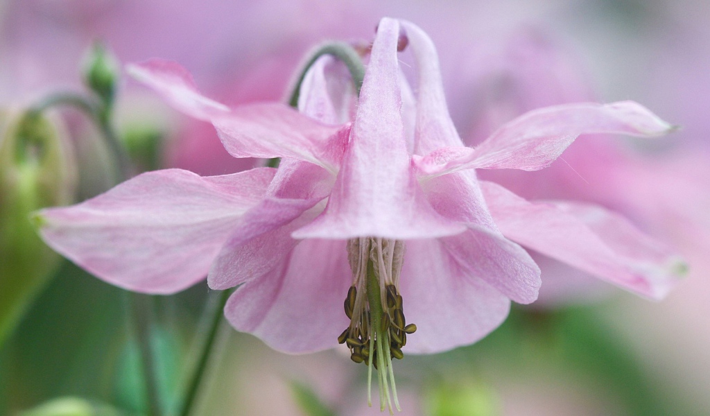 Pозовые лепестки