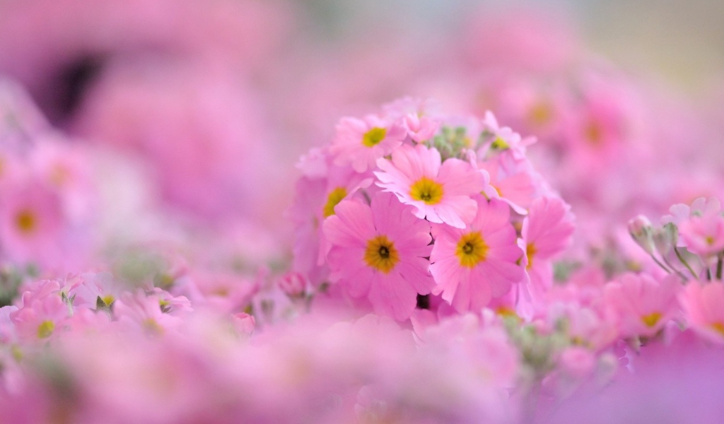 Pозовые лепестки и желтая сердцевина