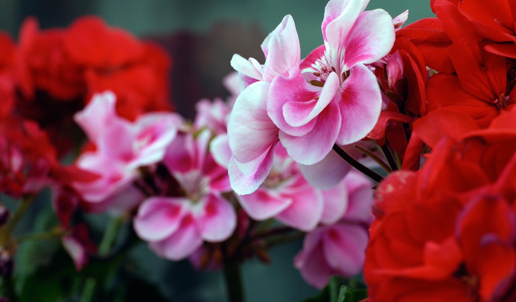Красные и розовые цветы