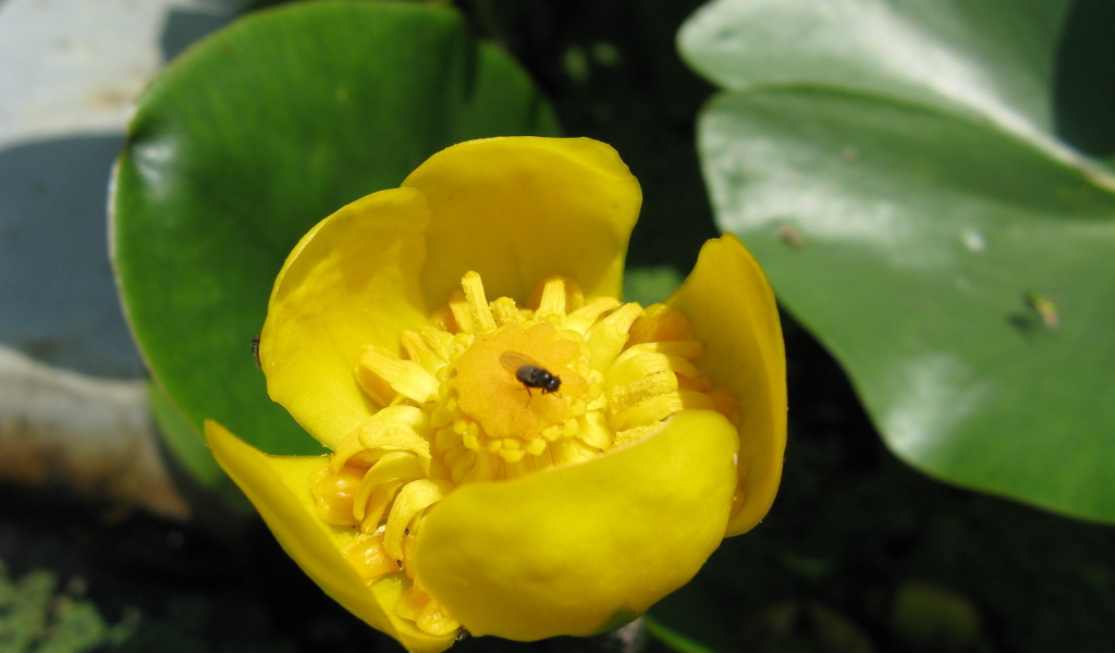 Растение желтая кубышка
