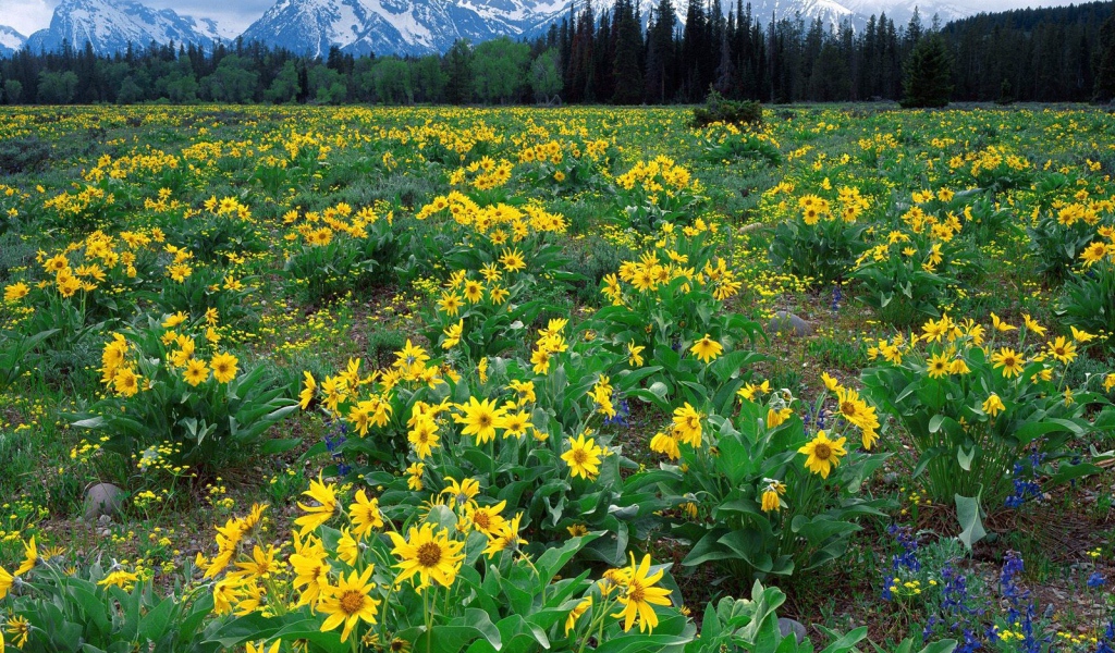 Плантация желтых цветов