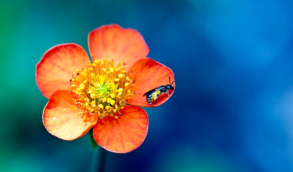 Фото пыльцы