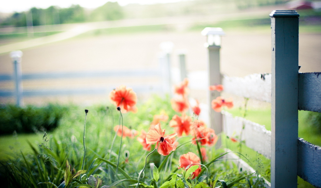 Маки у забора