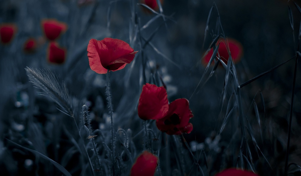 Маки на ночном поле