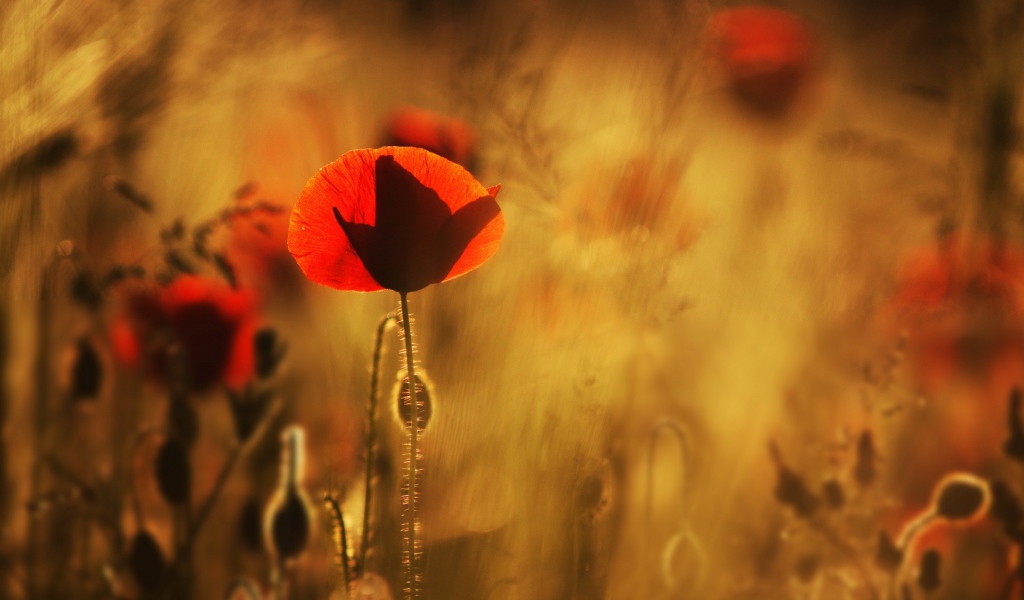 Маки в лучах солнца