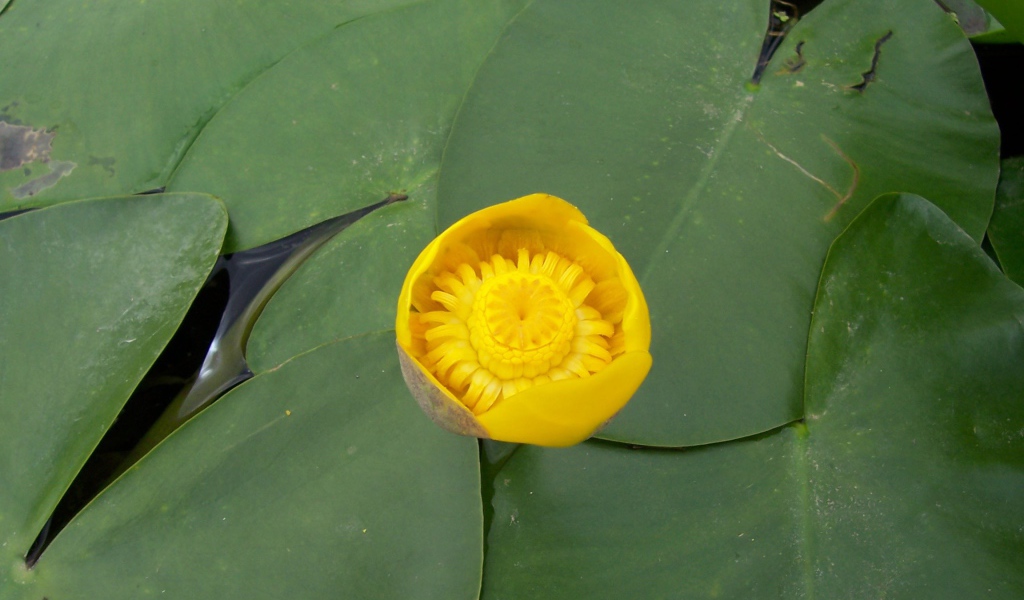 Кубышка красивый цветок